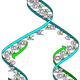 Illustration for article titled XNA is synthetic DNA thats stronger than the real thing